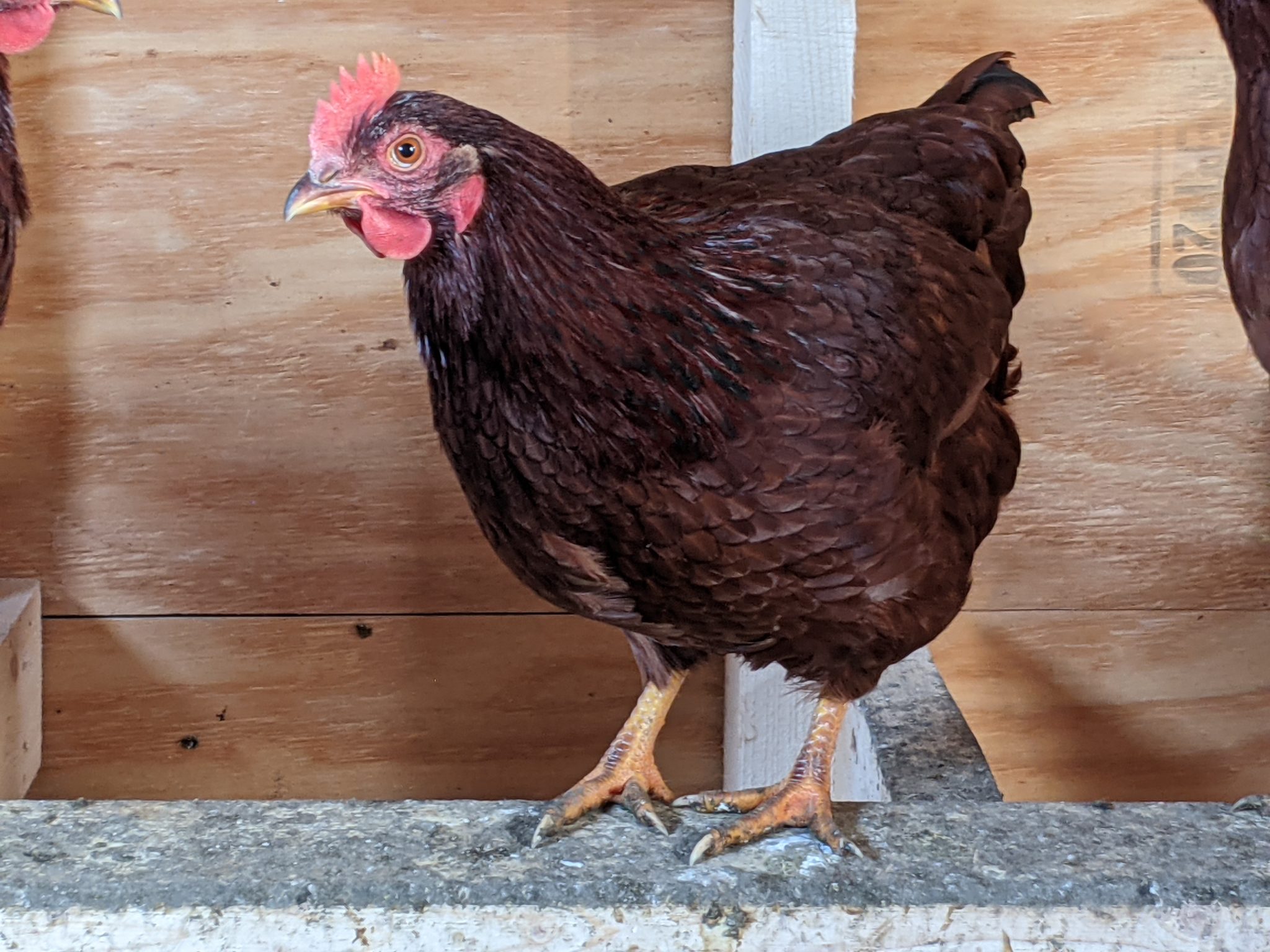ReadytoLay Pullets Snowy Brook Farm