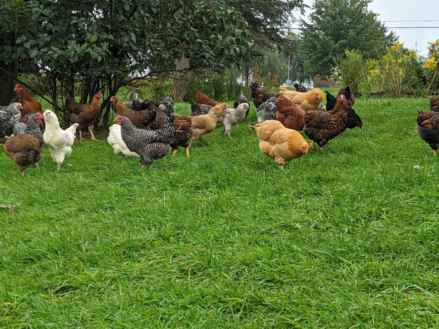 ReadytoLay Pullets Snowy Brook Farm