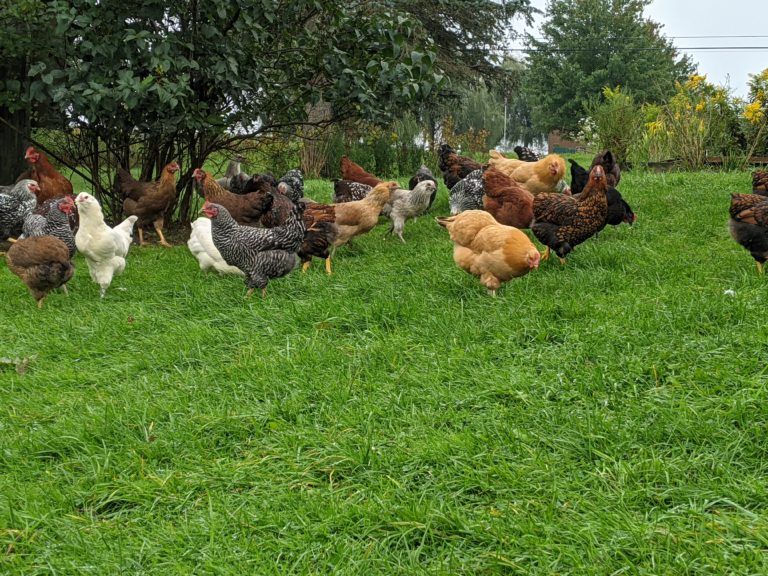 ReadytoLay Pullets Snowy Brook Farm