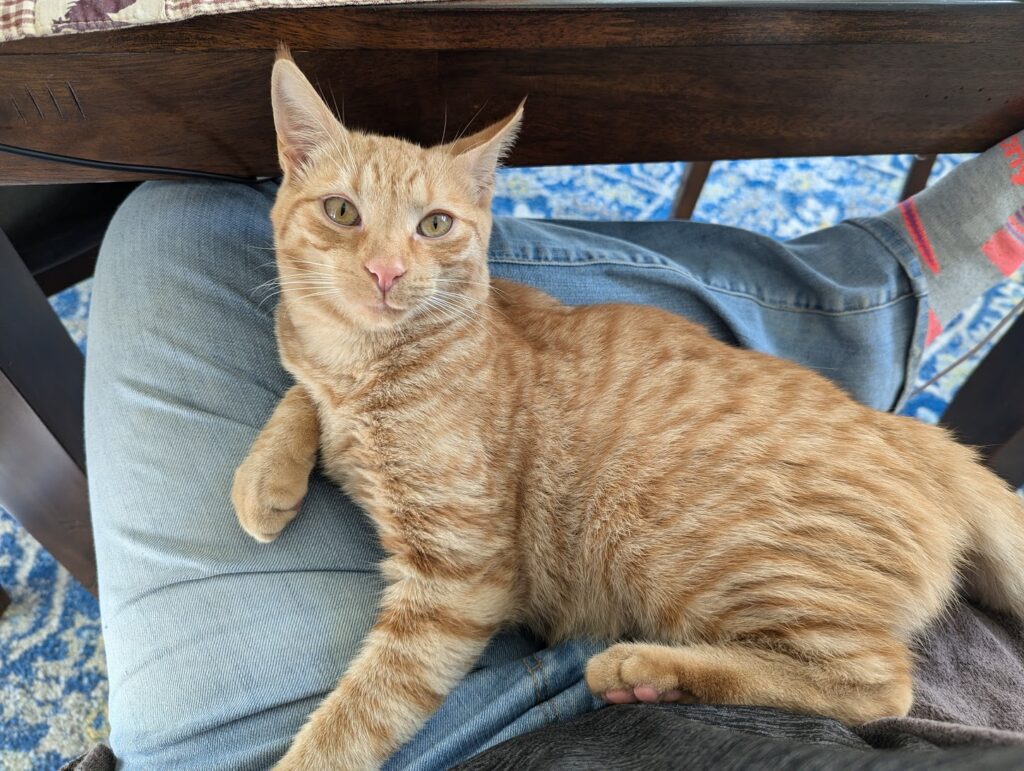 Orange Kitty