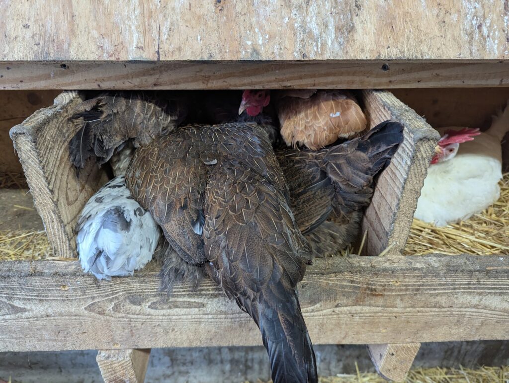 Chicken Pile
